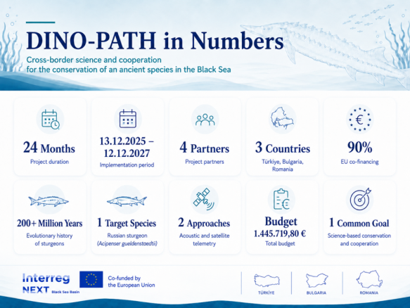 DINO-PATH in numbers
